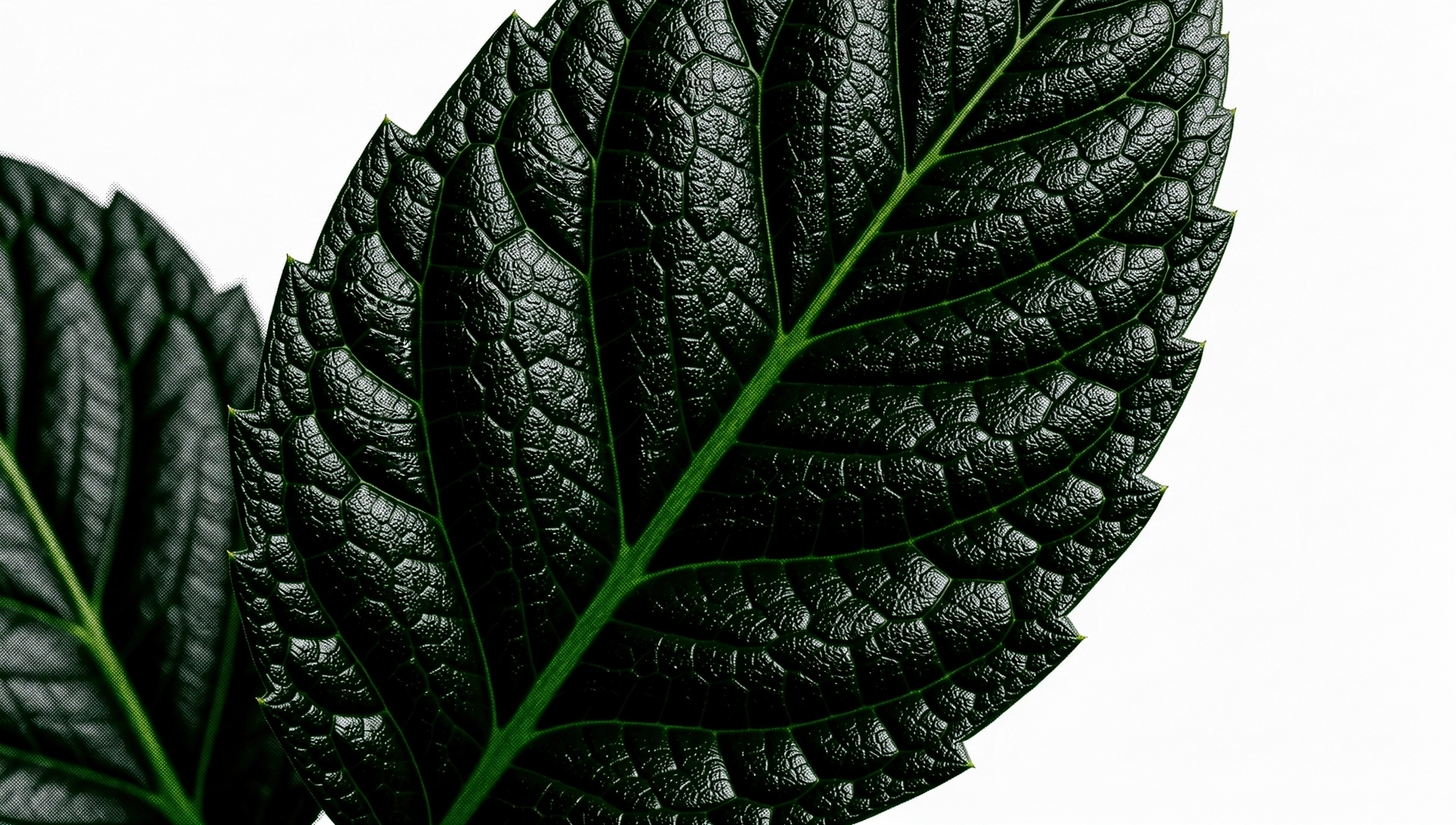 Botanical vascular structure