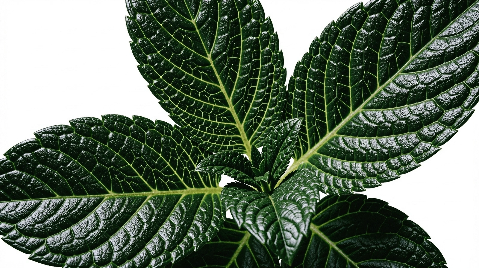 Botanical extract detail